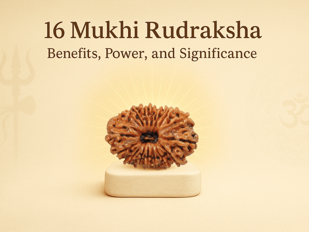 16 Mukhi Rudraksha