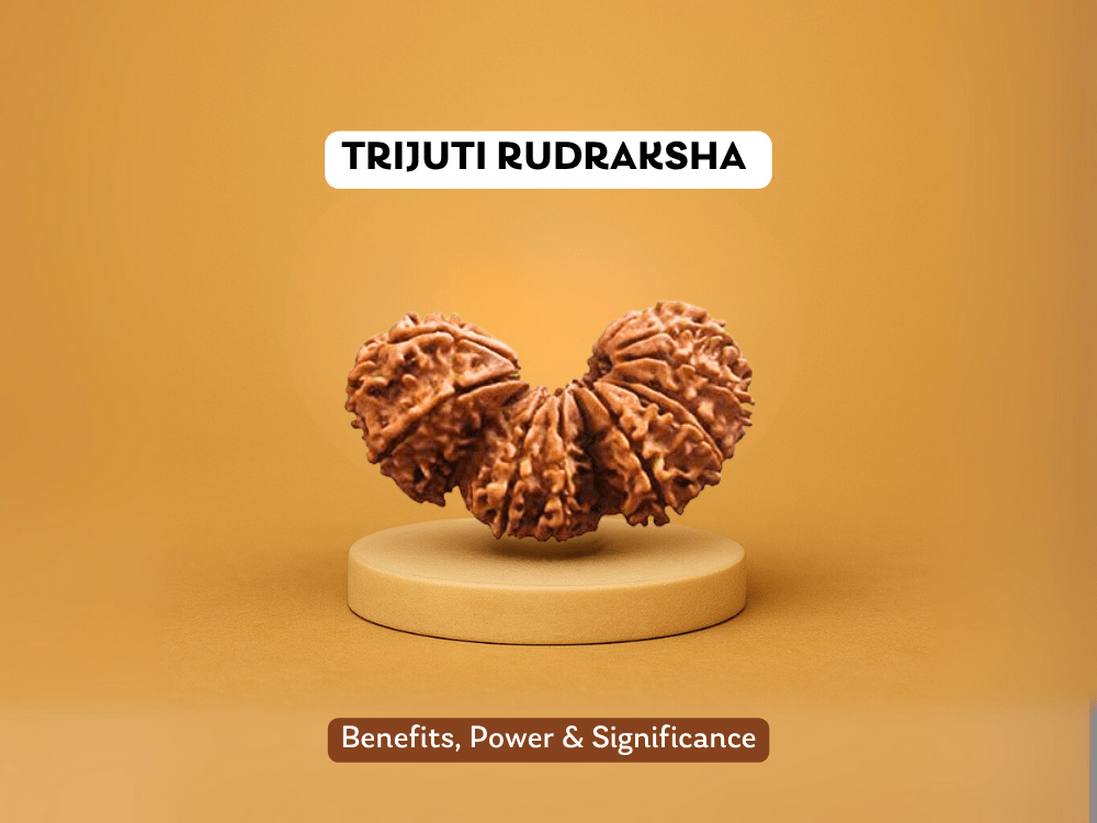 Trijuti Rudraksha: Benefits, Power and Significance