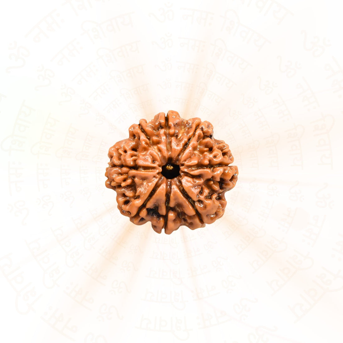 8 Mukhi Rudraksha Benefits