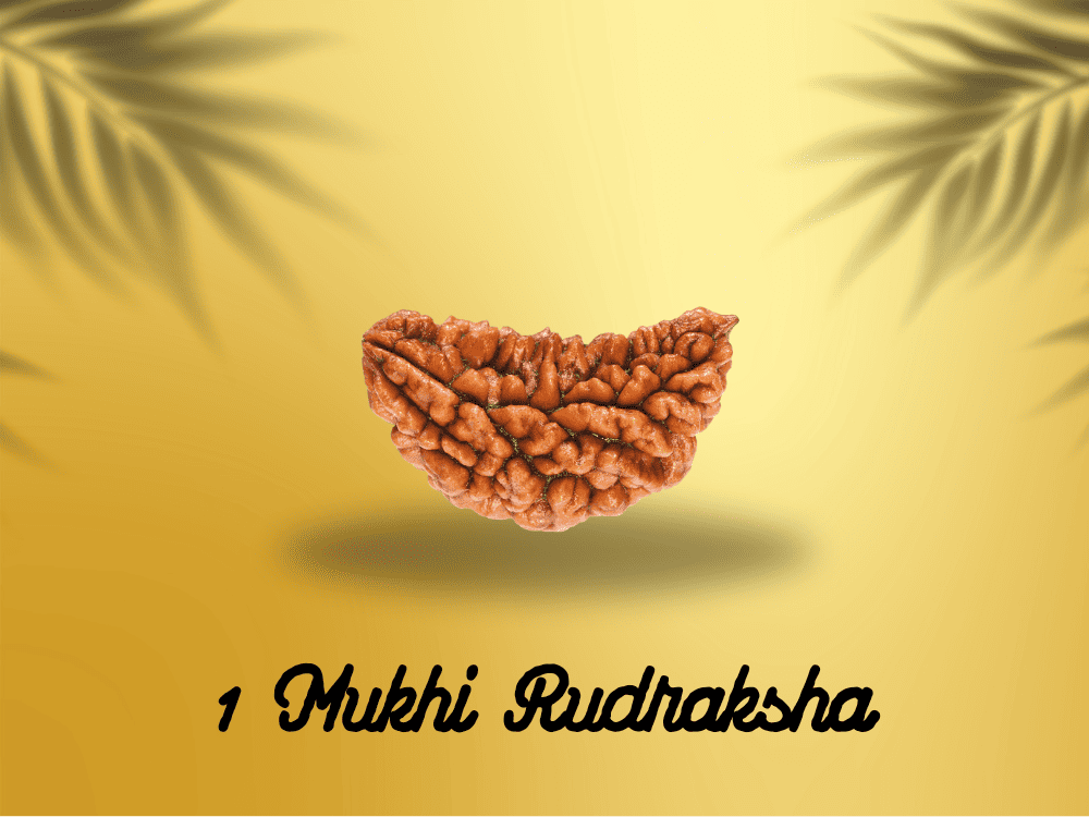 1 Mukhi Rudraksha: Benefits, Power, and Significance