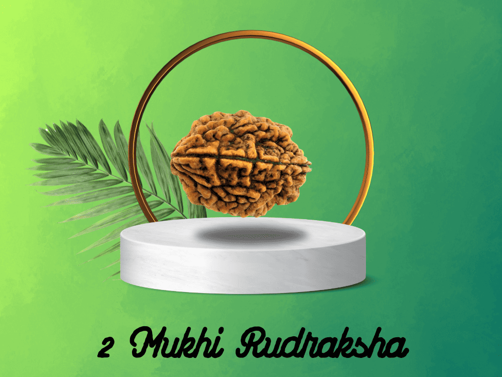2 Mukhi Rudraksha: Benefits, Power and Significance