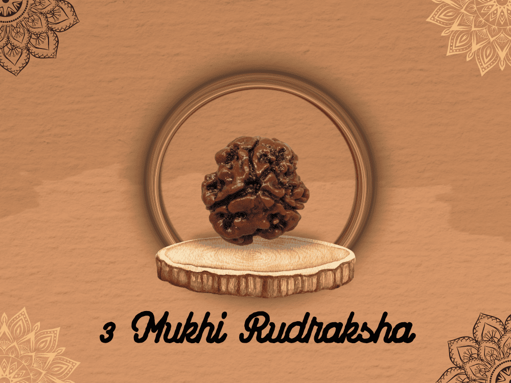 3 Mukhi Rudraksha: Benefits, Power and Significance