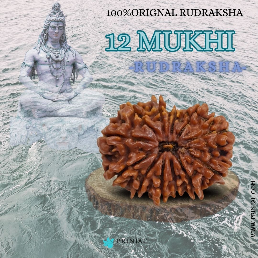 12 Mukhi Rudraksha
