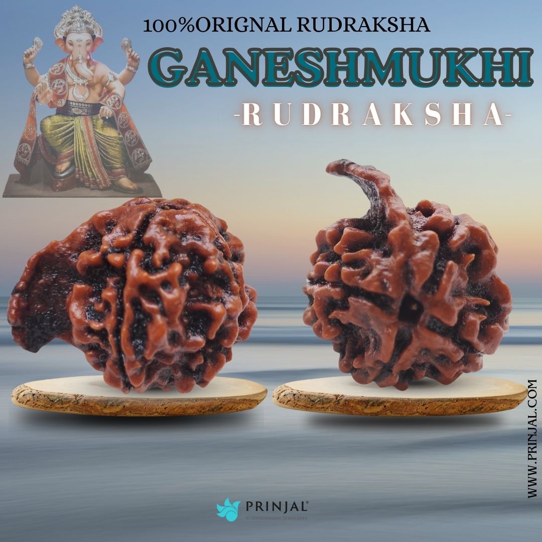 Ganeshmukhi Rudraksha