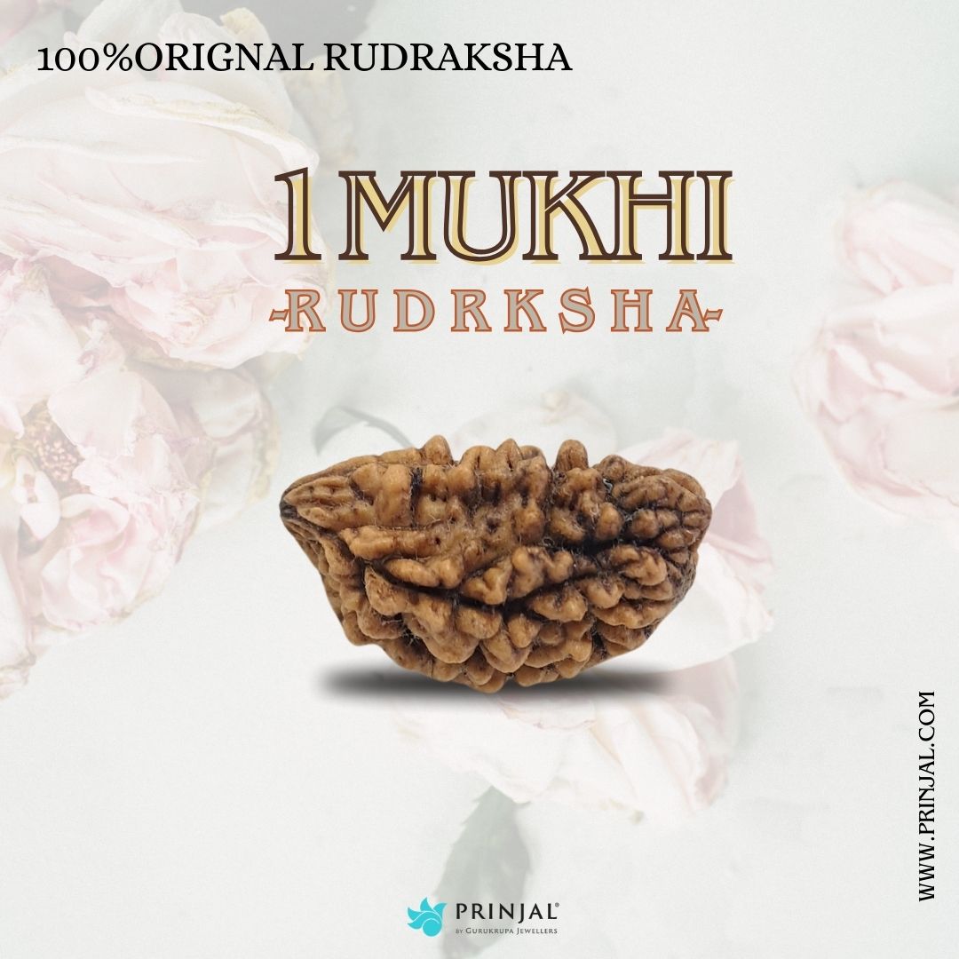 Premium 1 Mukhi Rudraksha
