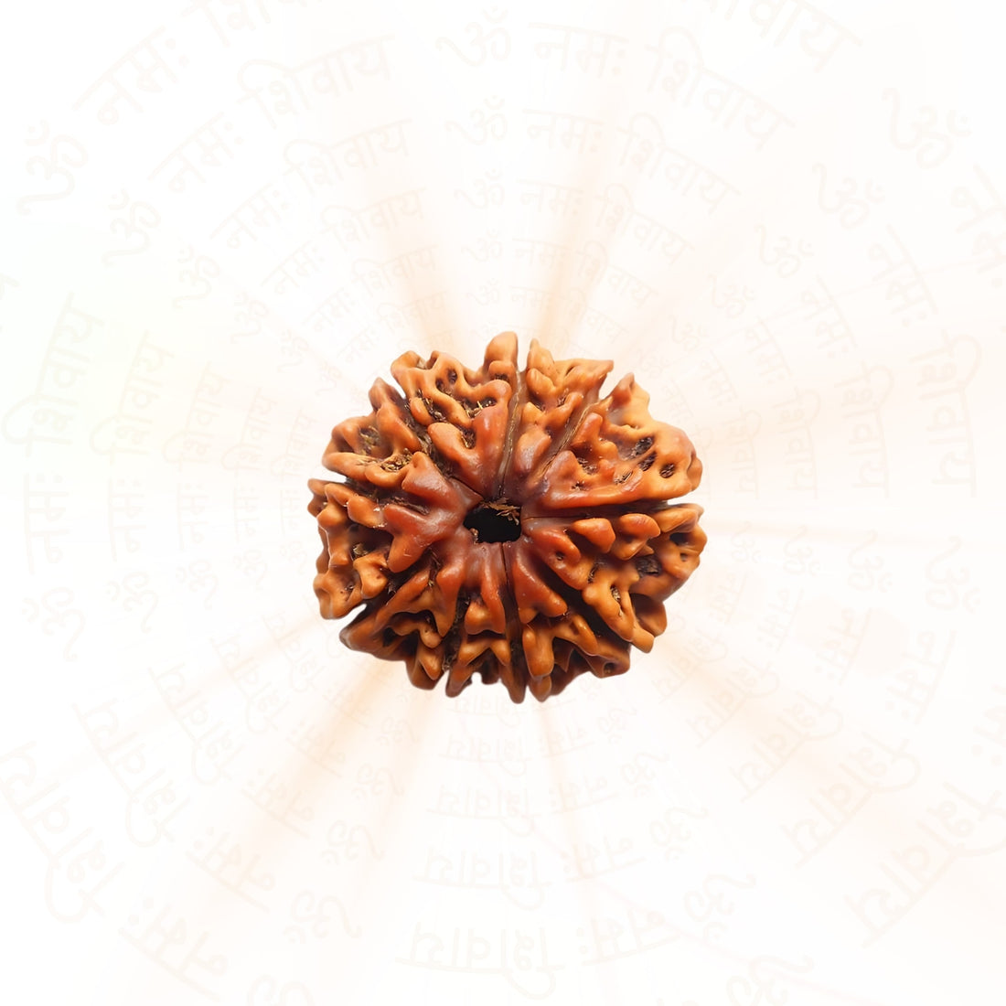 9 Mukhi Rudraksha
