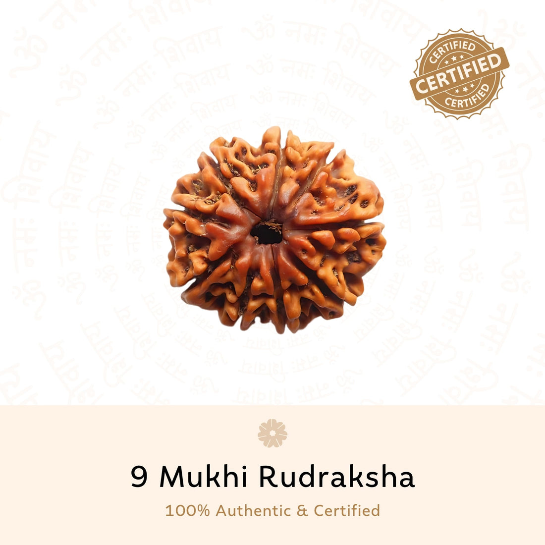 Authentic 9 Mukhi Rudraksha