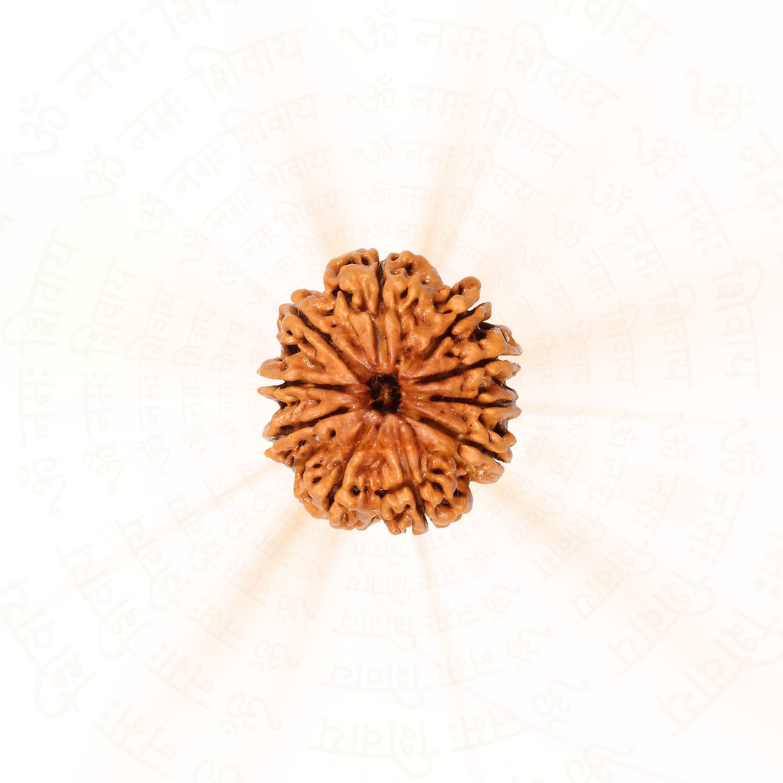 10 Mukhi Rudraksha