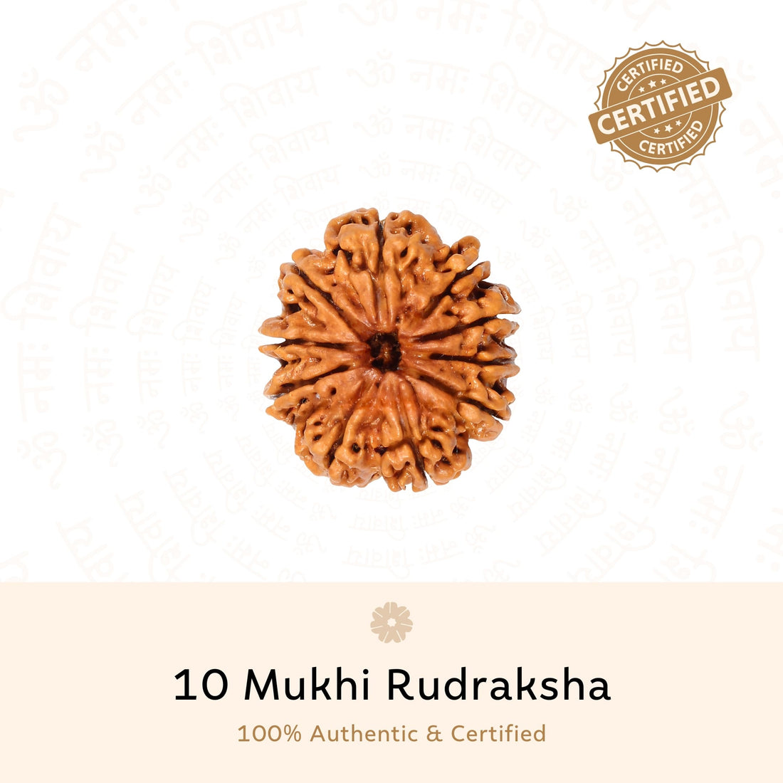 Authentic 10 Mukhi Rudraksha