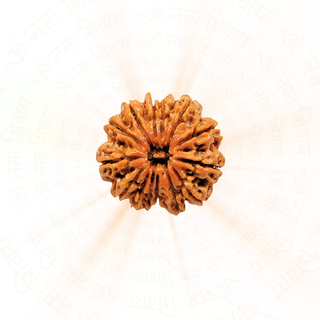 12 Mukhi Rudraksha