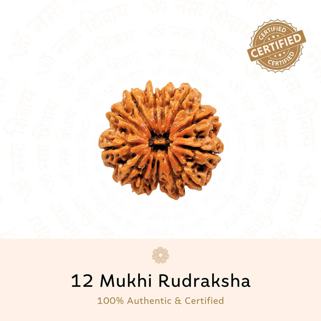 Authentic 12 Mukhi Rudraksha