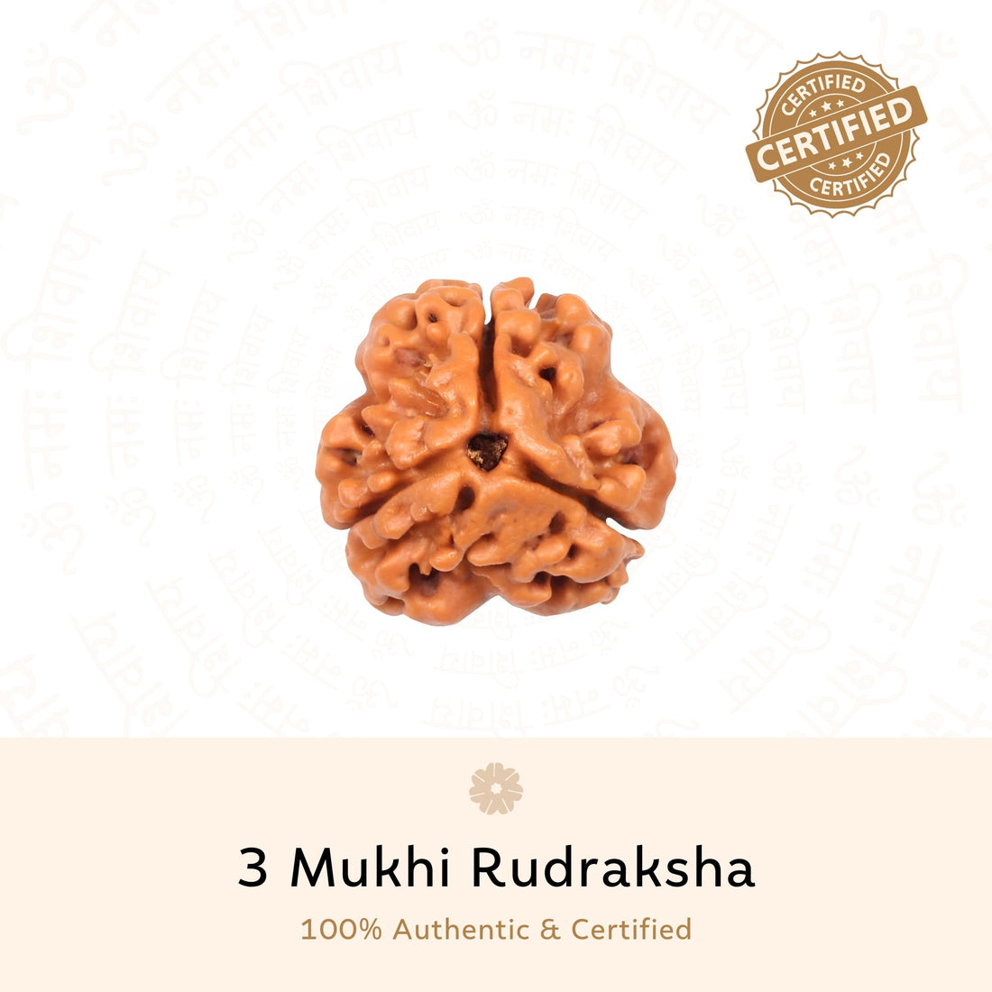 Authentic 3 Mukhi Rudraksha