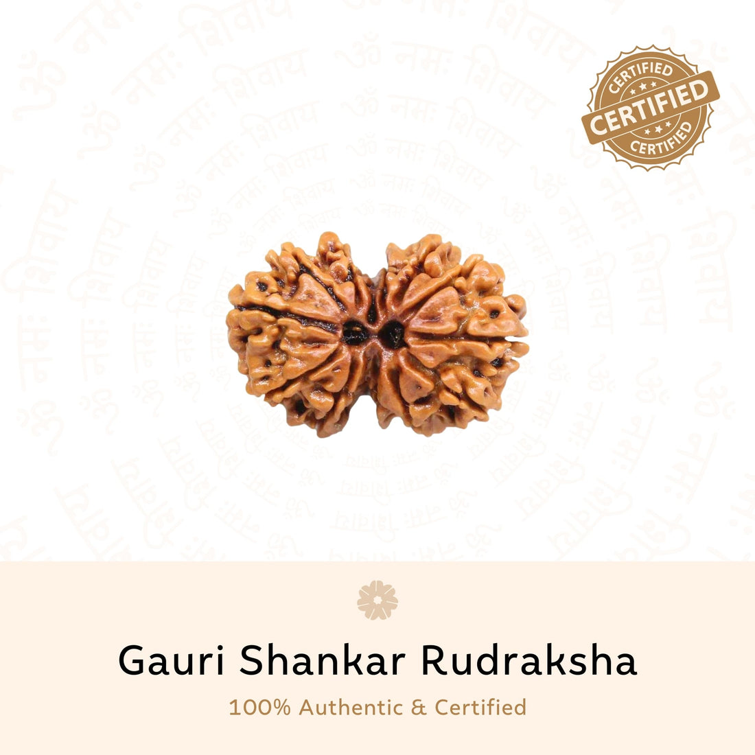 Authentic Gauri Shankar Rudraksha