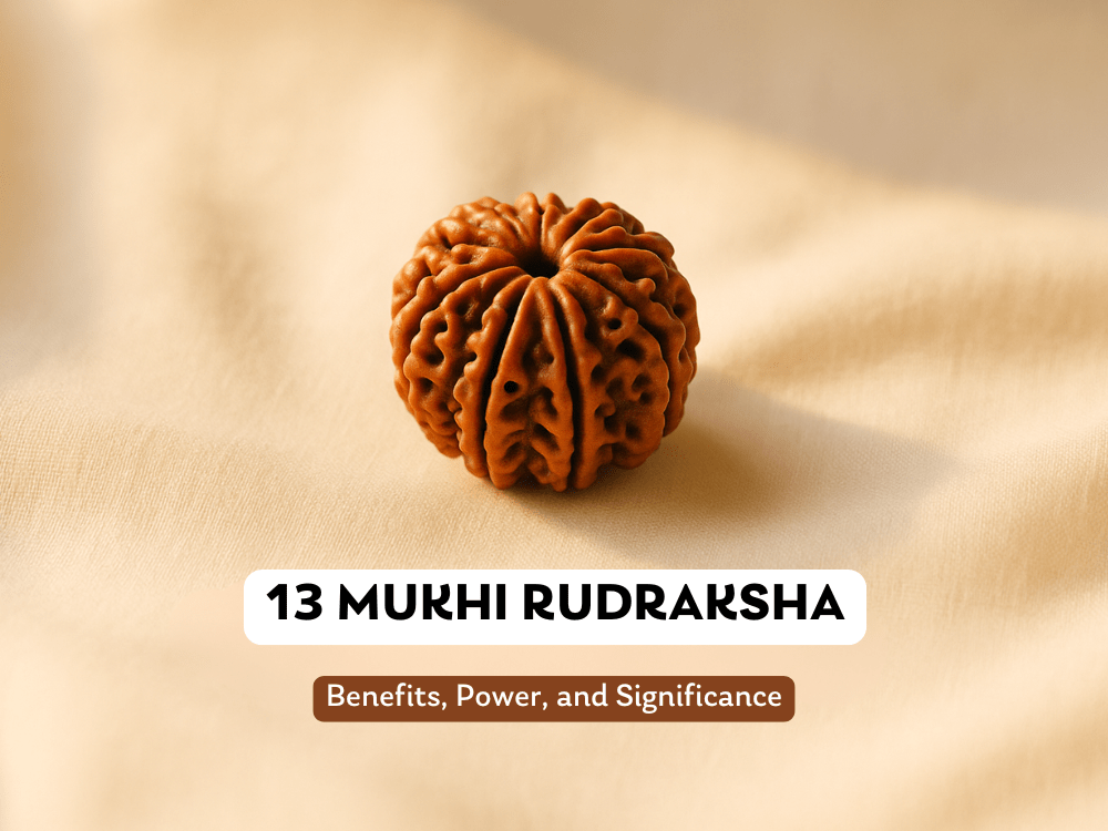 13 Mukhi Rudraksha