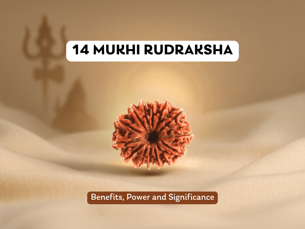 14 Mukhi Rudraksha