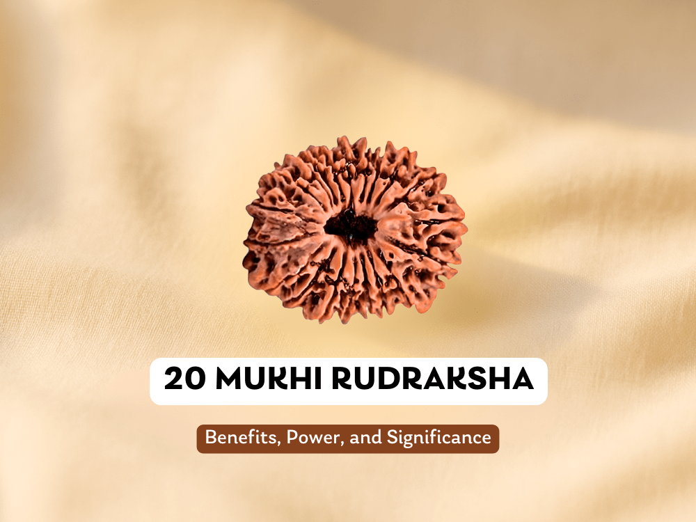 20 Mukhi Rudraksha