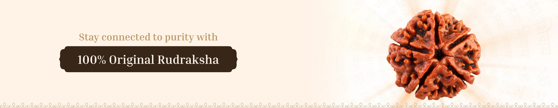 Only Rudraksha