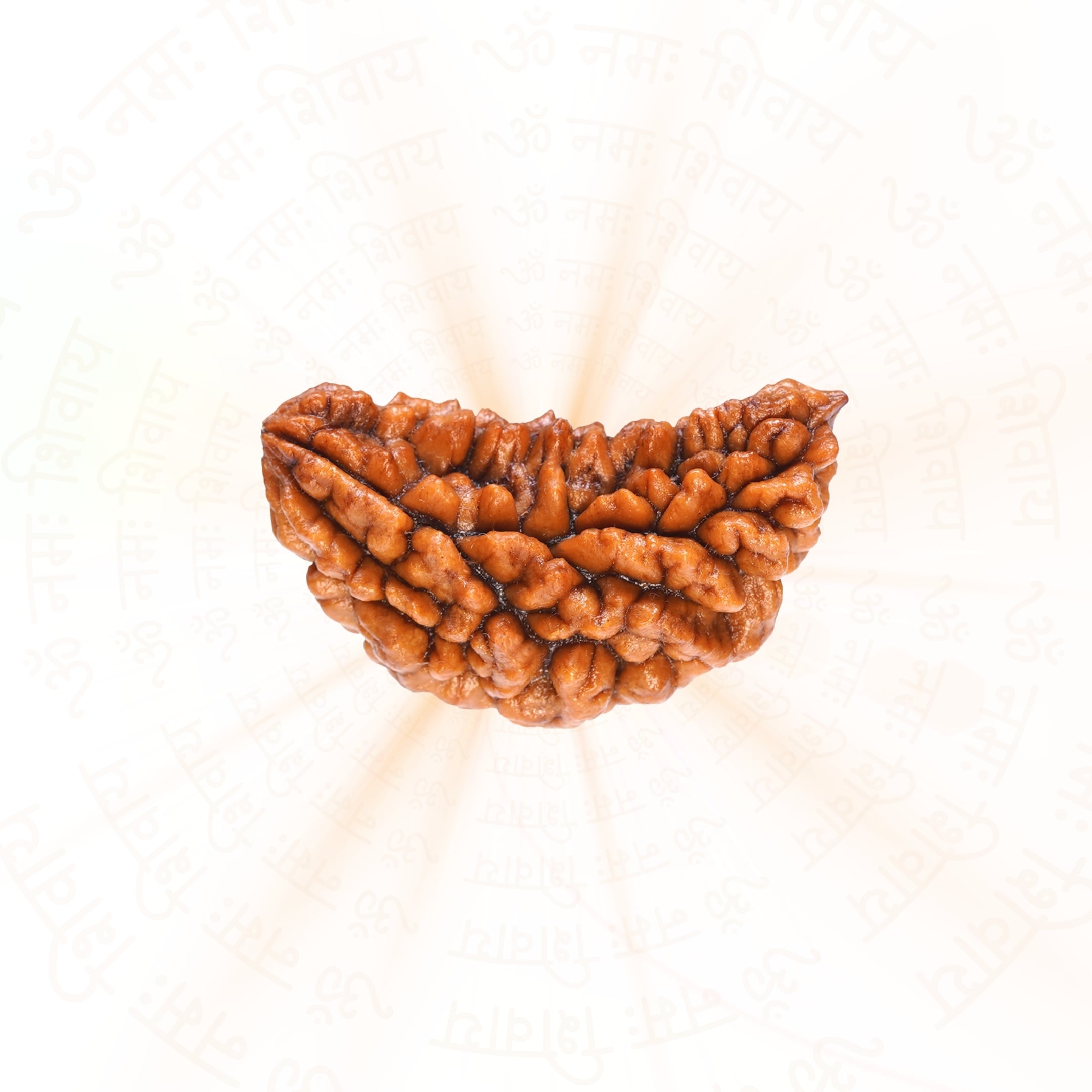 1 Mukhi Rudraksha 