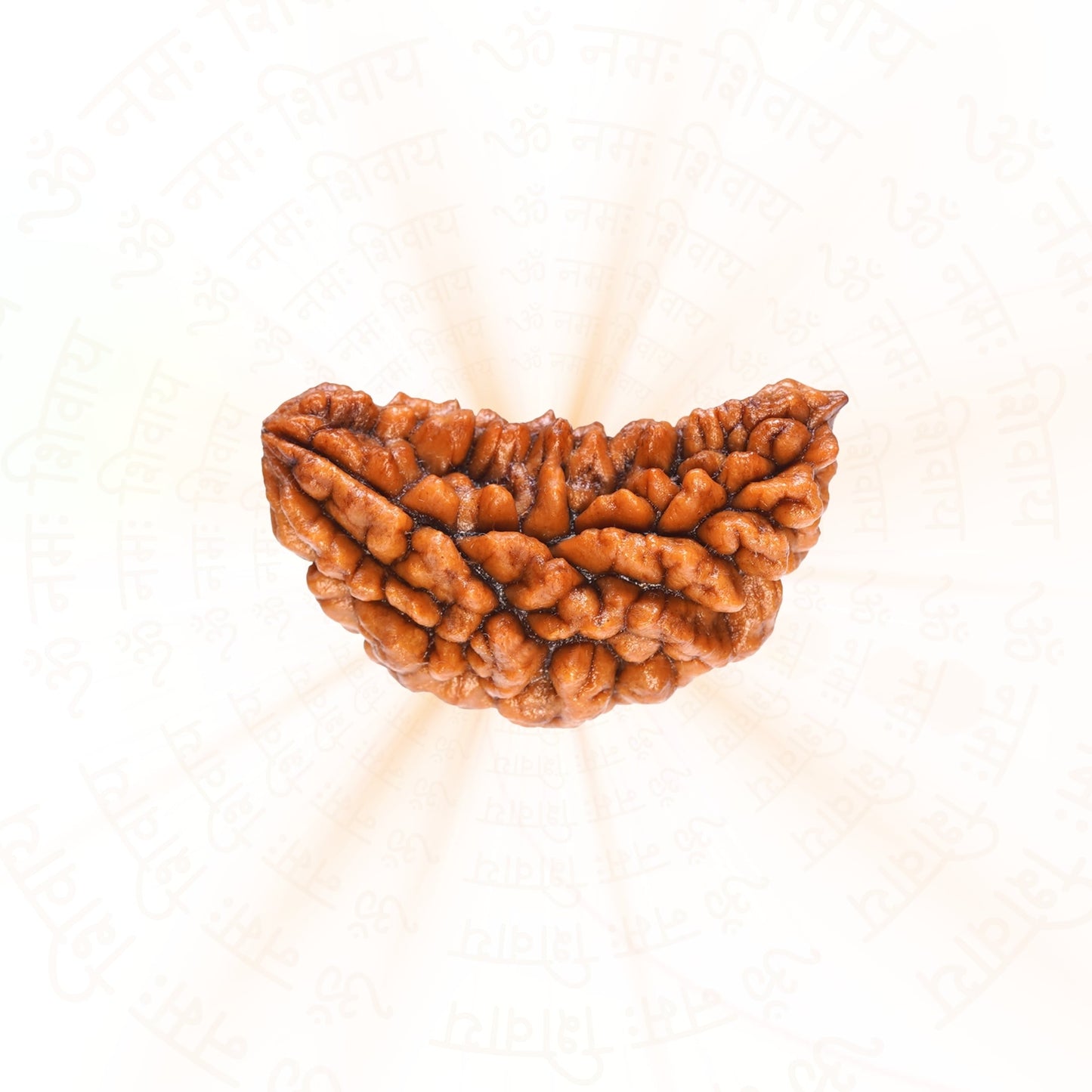 Buy Rudraksha Online at Best Price – Prinjal Enterprise
