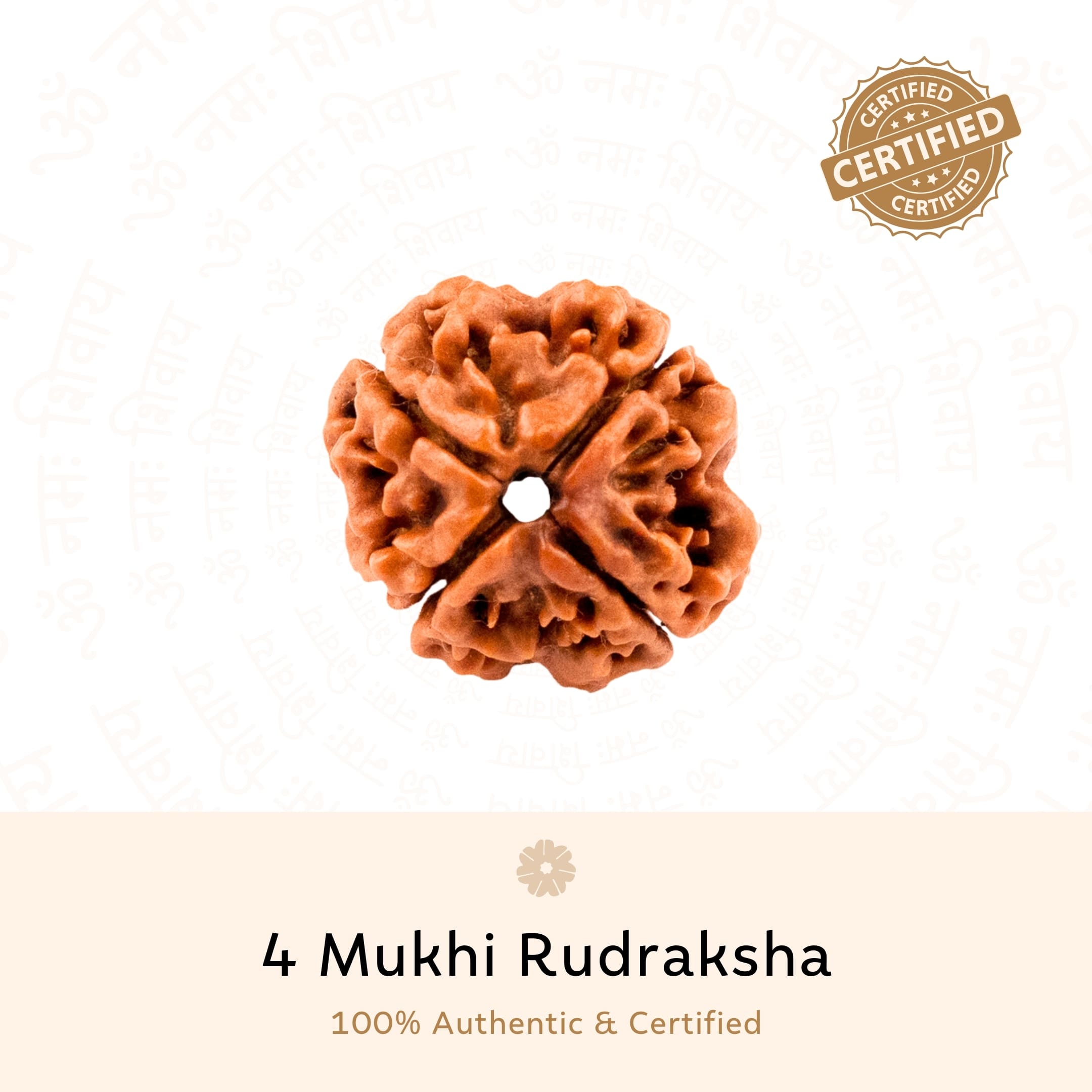 Authentic 4 Mukhi Rudraksha 