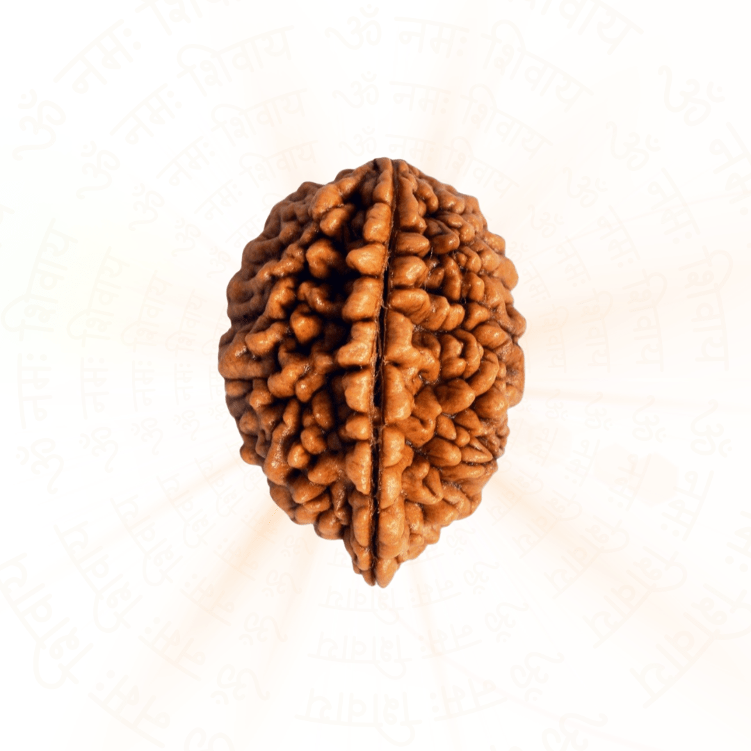 2 Mukhi Rudraksha 