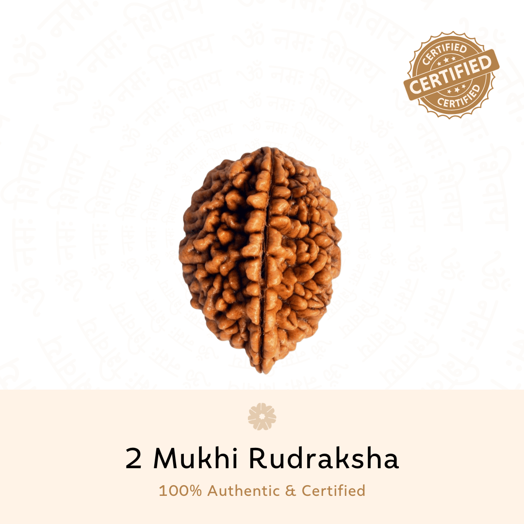 Authentic 2 Mukhi Rudraksha 