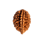 2 Mukhi Rudraksha (Nepali)