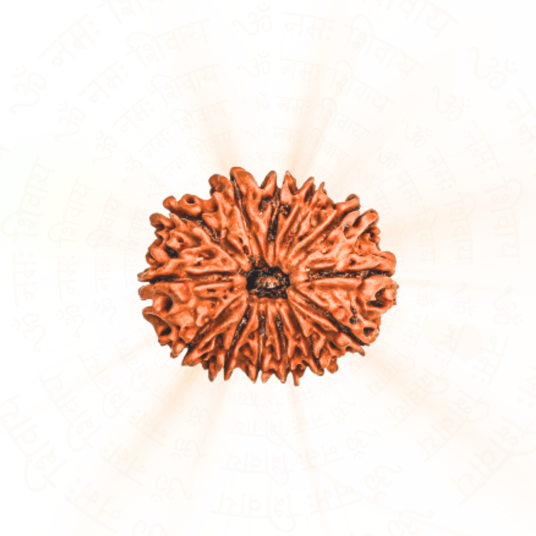 13 Mukhi Rudraksha 