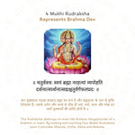 4 Mukhi Rudraksha Story