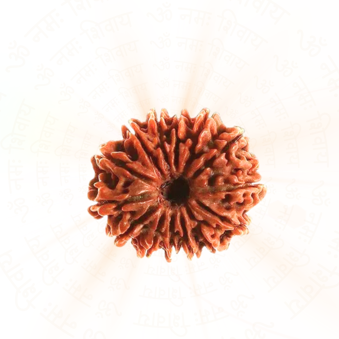 14 Mukhi Rudraksha 