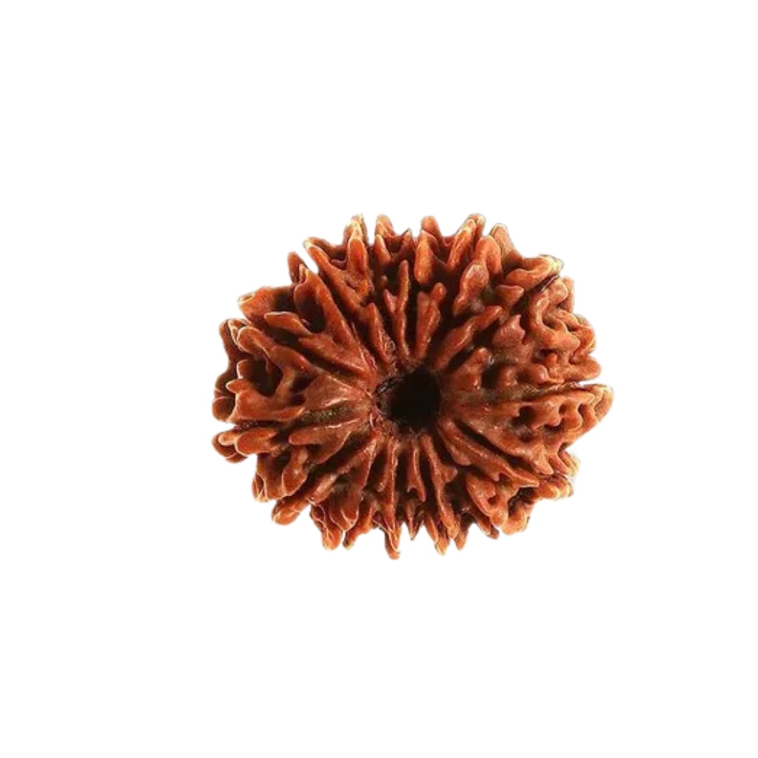 14 Mukhi Rudraksha (Nepali)