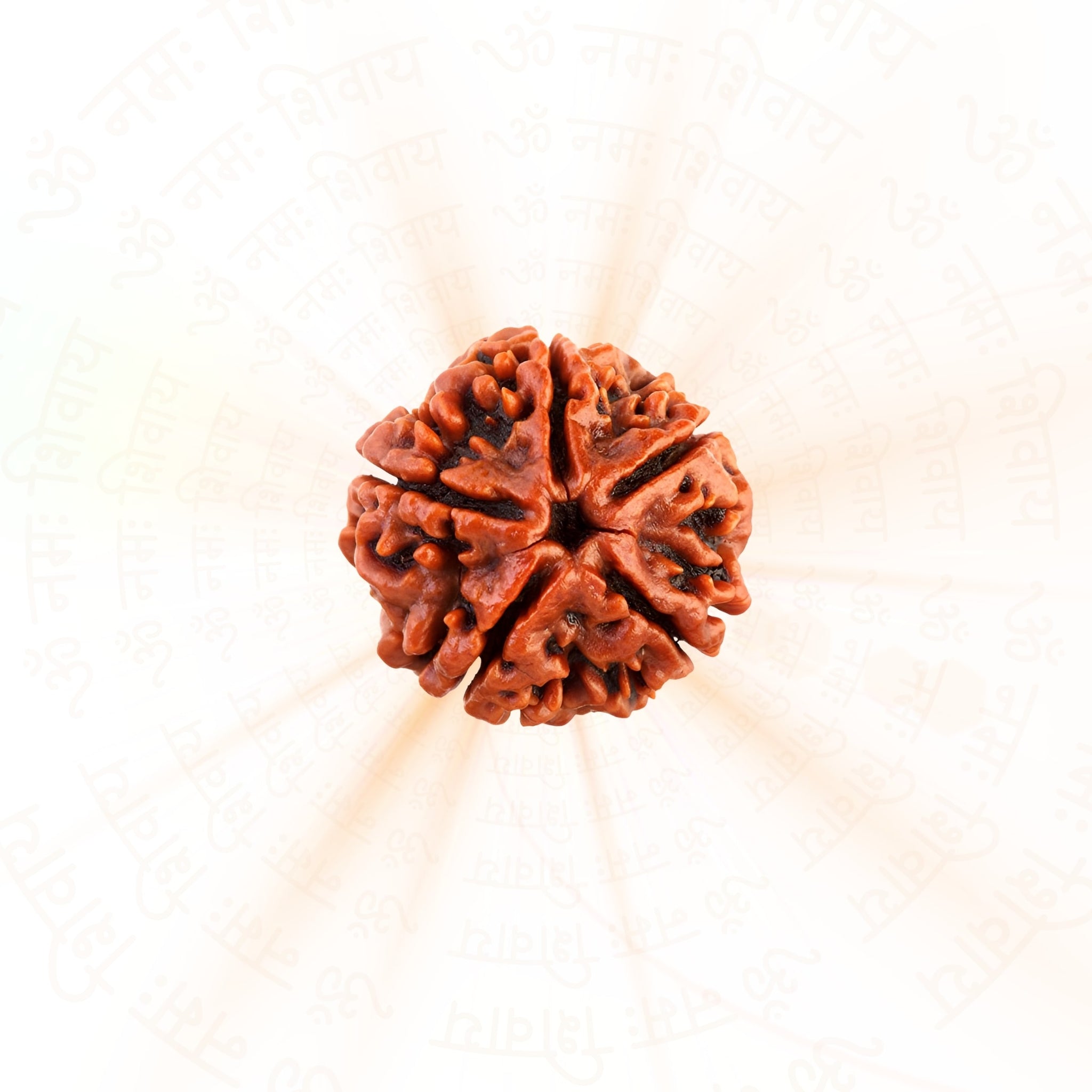 Buy Rudraksha Online at Best Price – Prinjal Enterprise