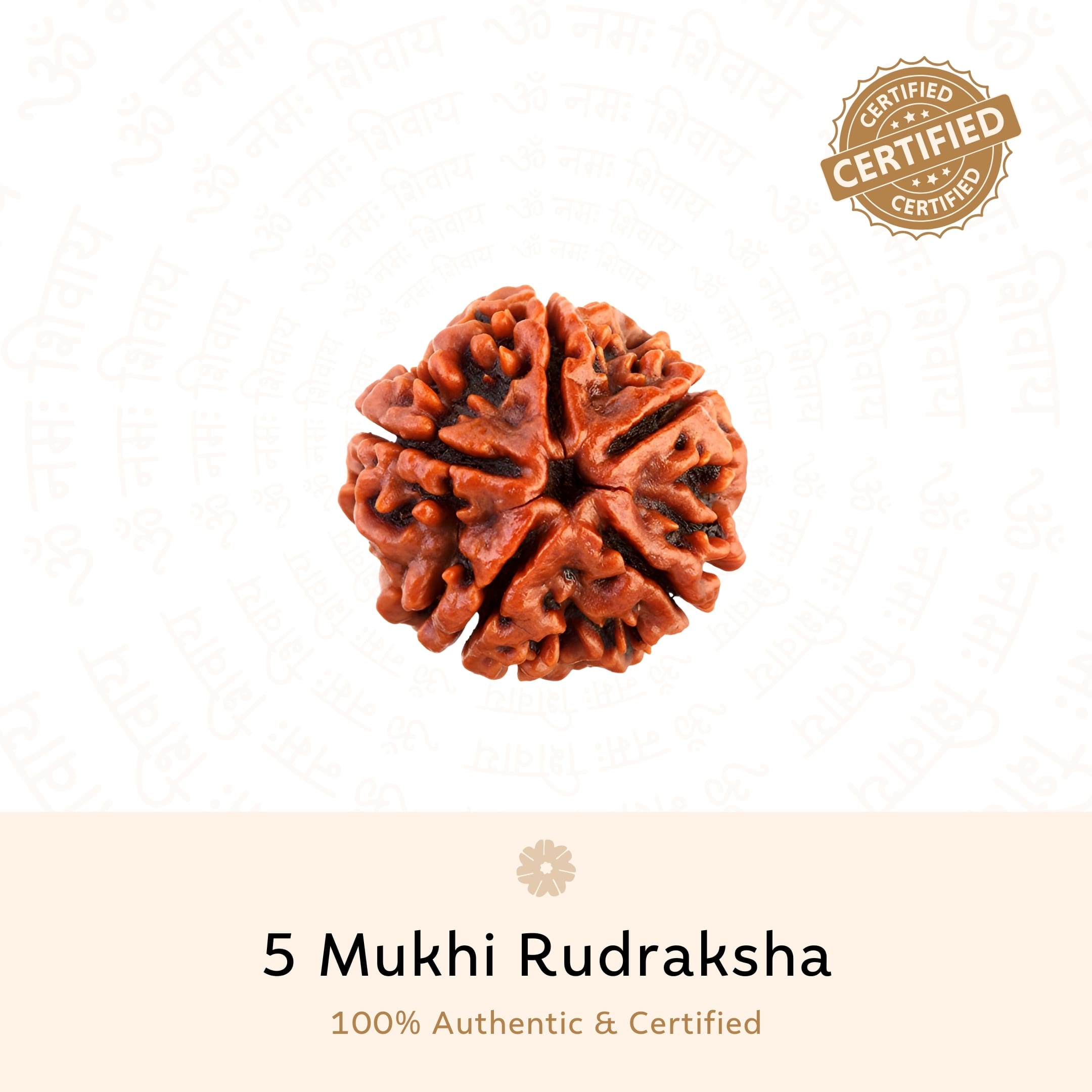 Buy Orignal 5 Mukhi Rudraksha ( Nepali ) Online at Best Price