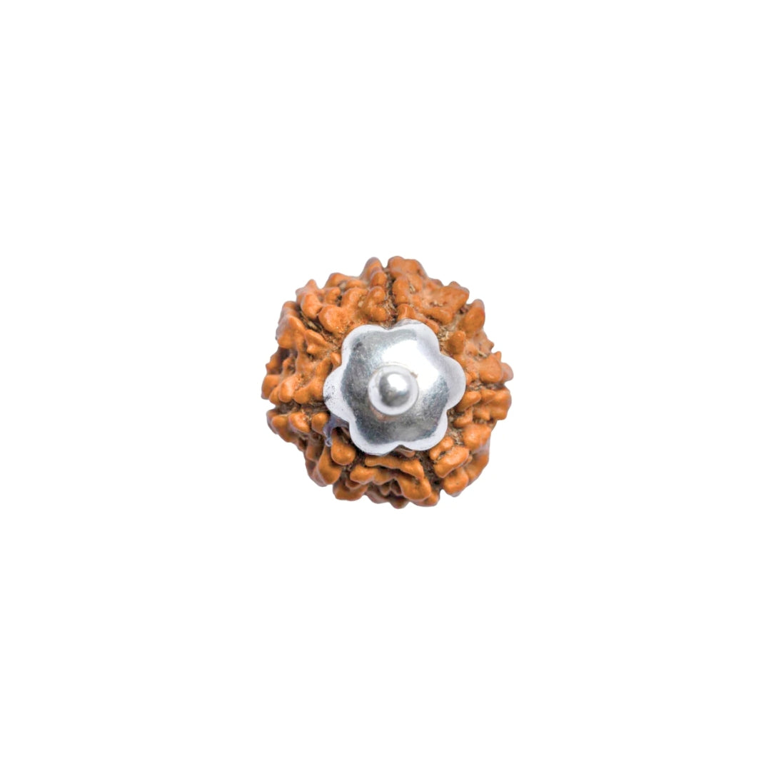 Silver Capping 7 Mukhi Rudraksha Pendant With Chain  ( Nepali )