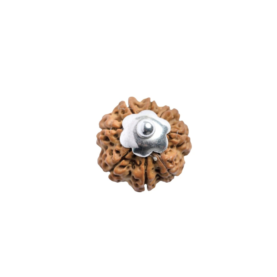 Silver Capping 8 Mukhi Rudraksha Pendant With Chain  ( Nepali )