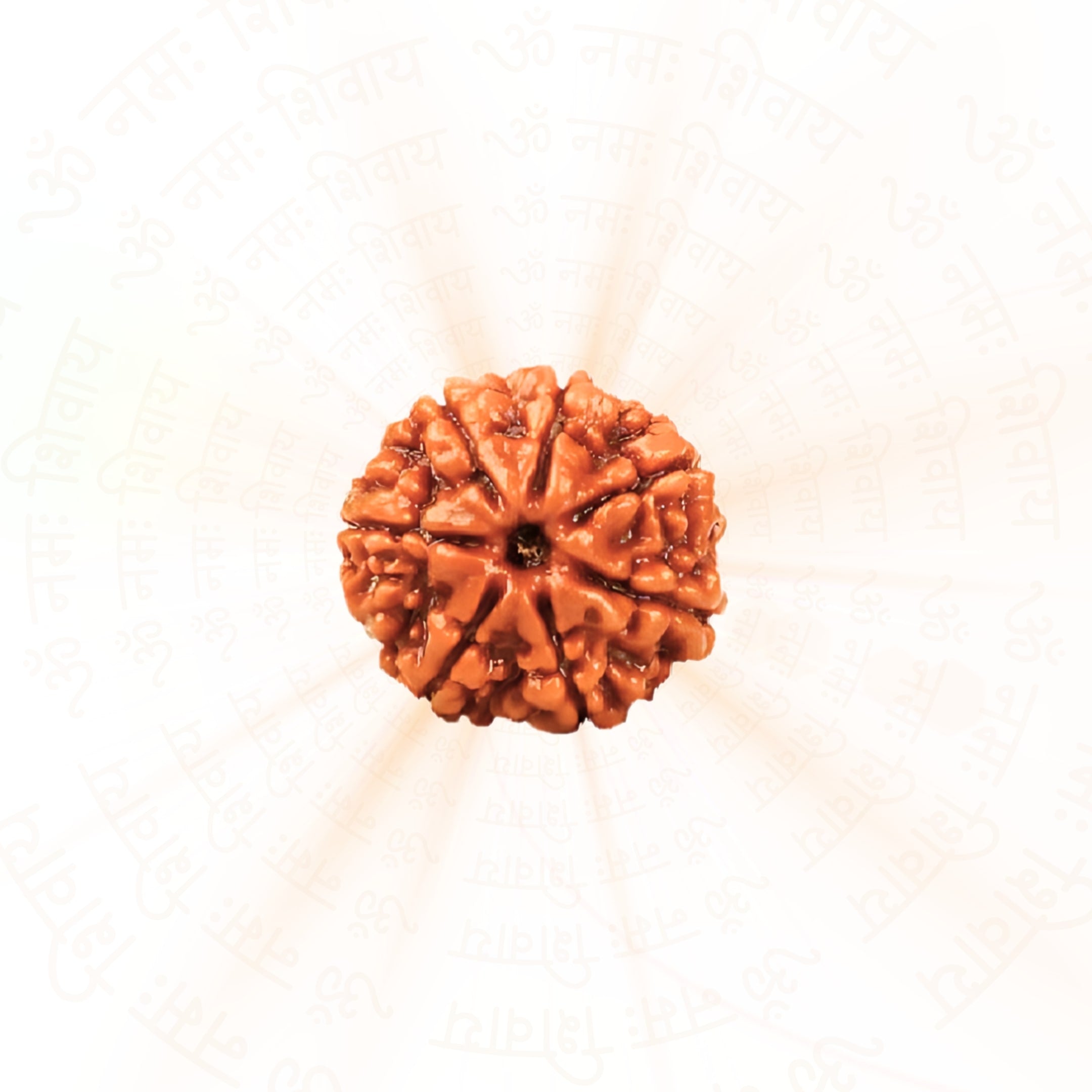 7 Mukhi Rudraksha ( Nepali ) - Second Image