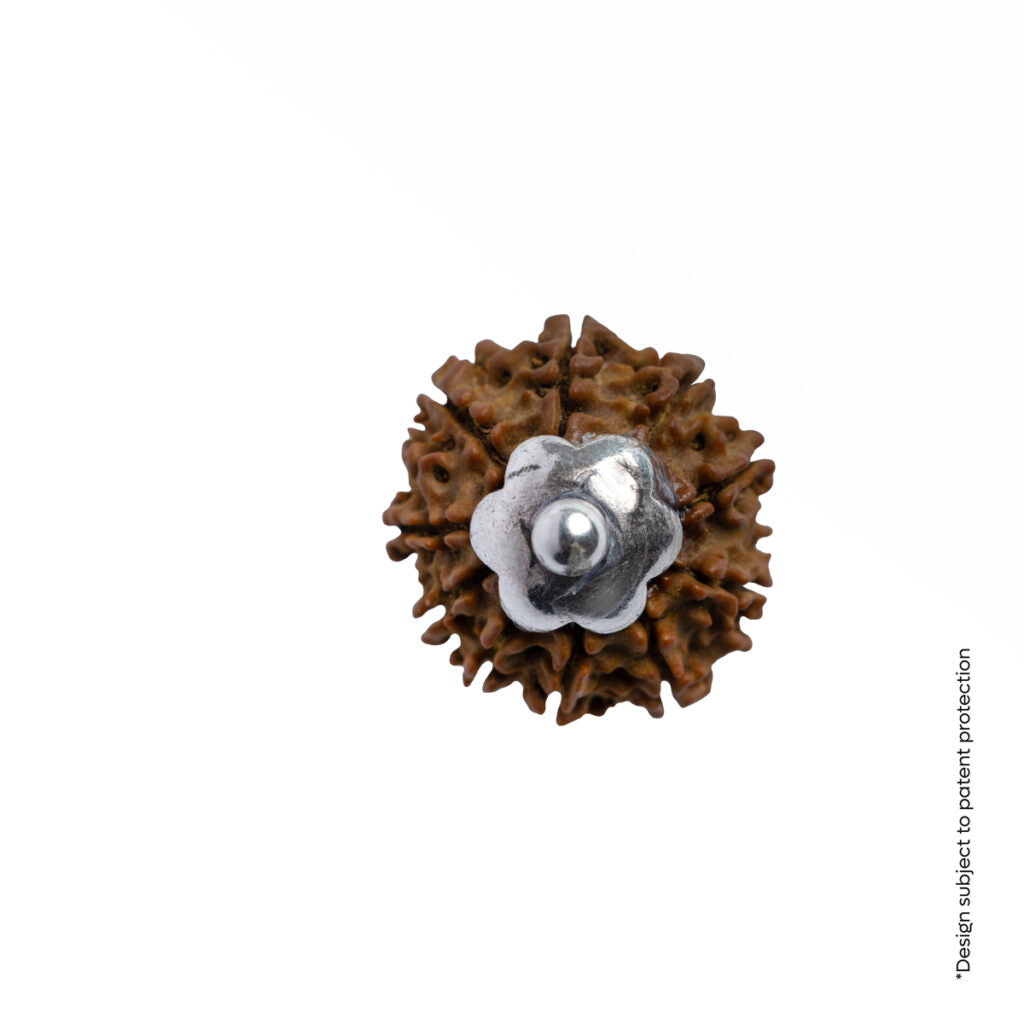 10 Mukhi Rudraksha