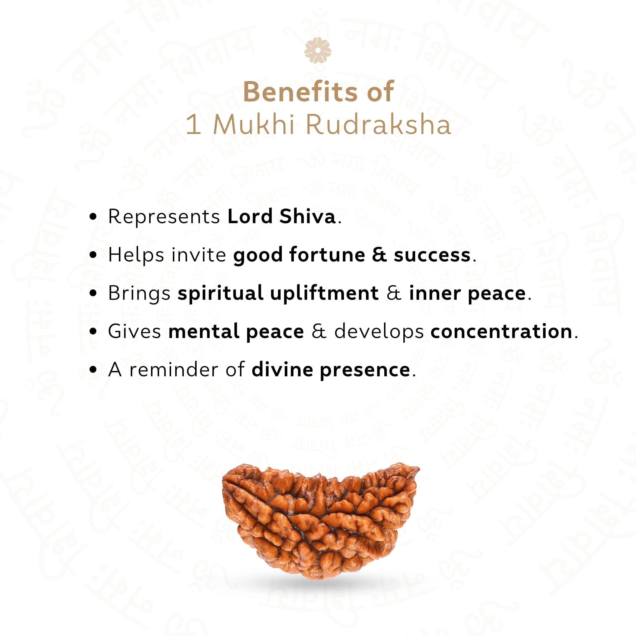 Benefits of 1 Mukhi Rudraksha 