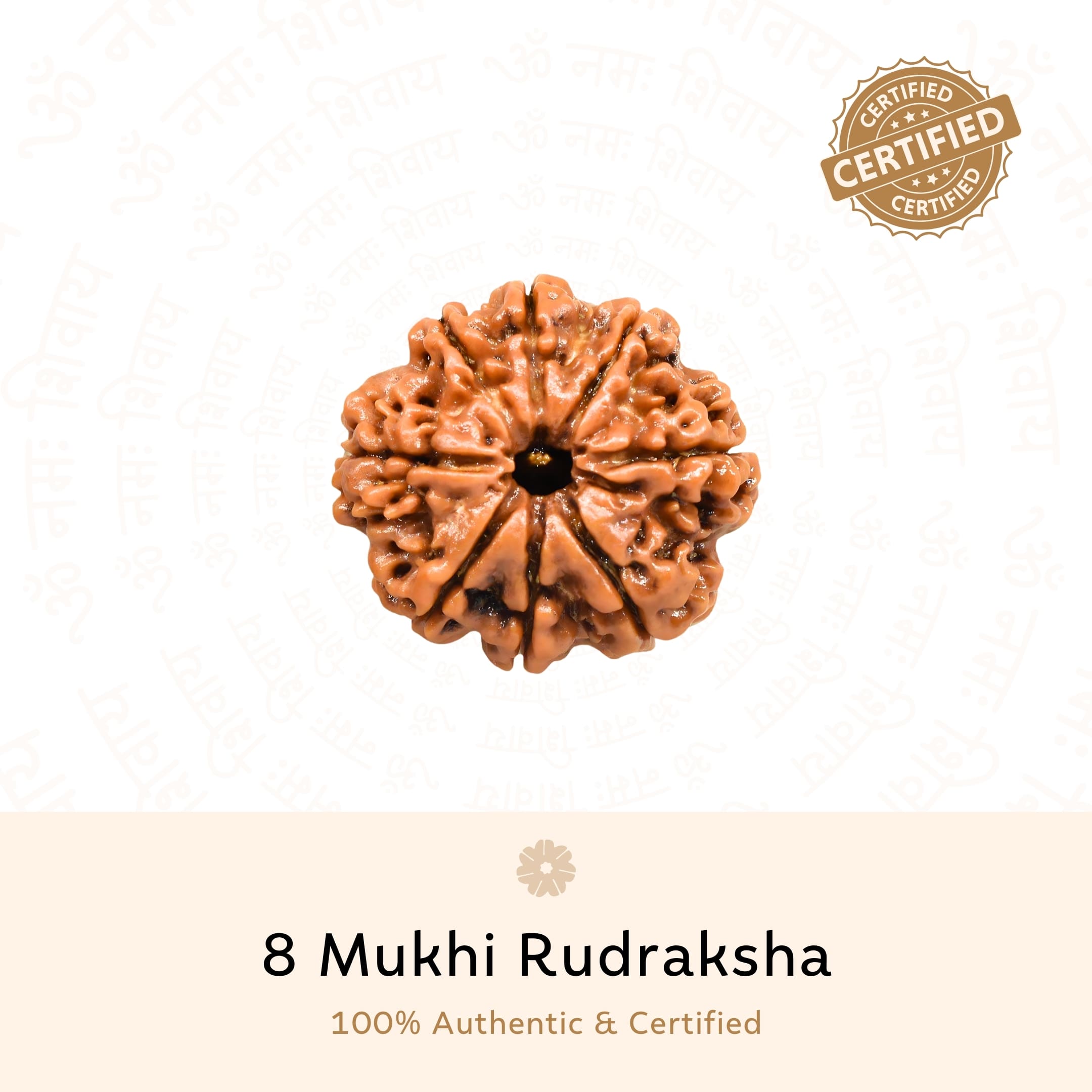 8 Mukhi Rudraksha ( Nepali )