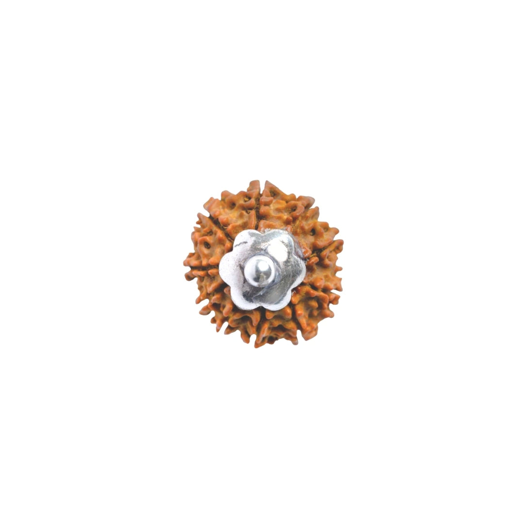 Silver Capping 10 Mukhi Rudraksha Pendant With Chain ( Nepali )