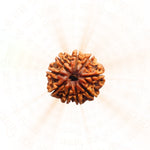 9 Mukhi Rudraksha