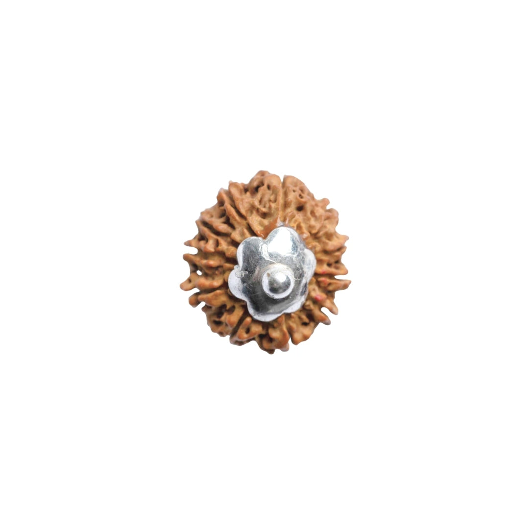 Silver Capping 11 Mukhi Rudraksha Pendant With Chain ( Nepali )