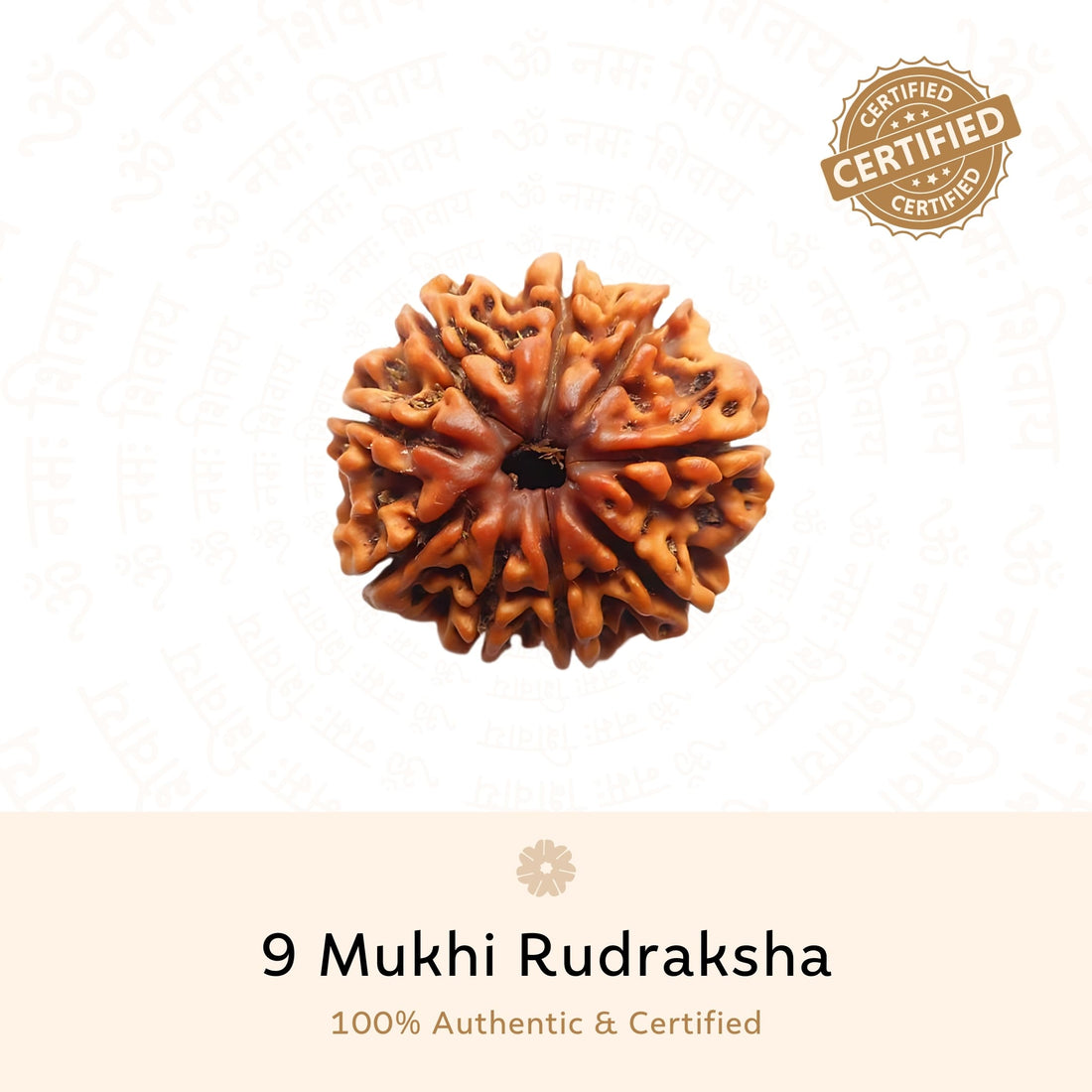 9 Mukhi Rudraksha ( Nepali )