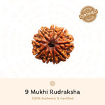 Authentic 9 Mukhi Rudraksha