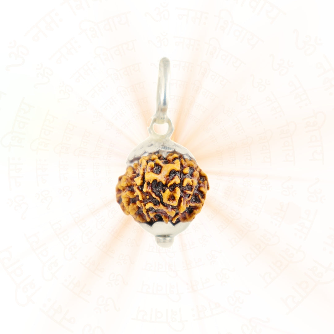 Silver Capping 12 Mukhi Rudraksha Pendant With Chain ( Nepali )