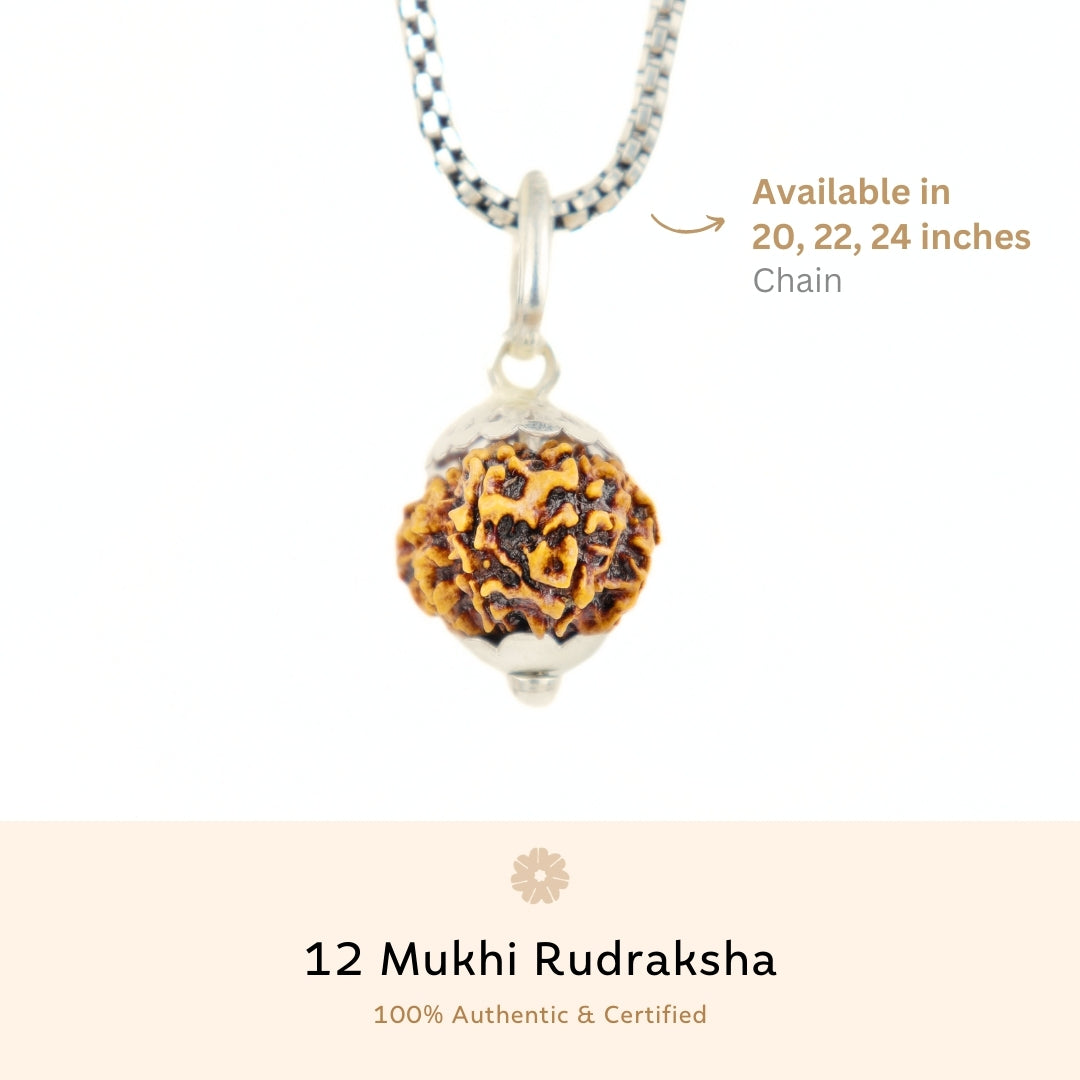 Silver Capping 12 Mukhi Rudraksha Pendant With Chain ( Nepali )