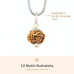 Organic Silver Capping 12 Mukhi Rudraksha Pendant With Chain