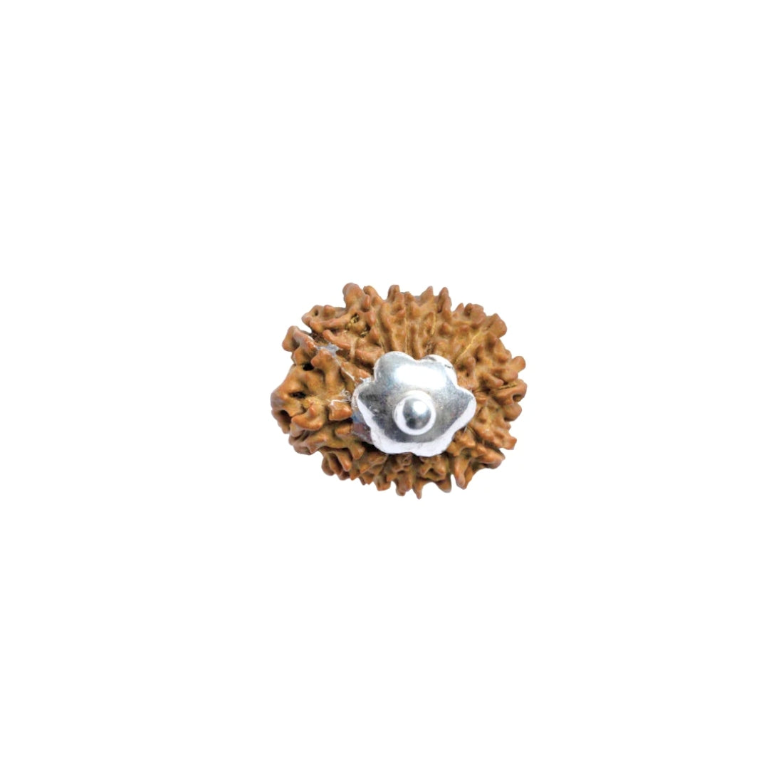 Silver Capping 12 Mukhi Rudraksha Pendant With Chain ( Nepali )