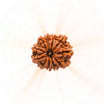 11 Mukhi Rudraksha