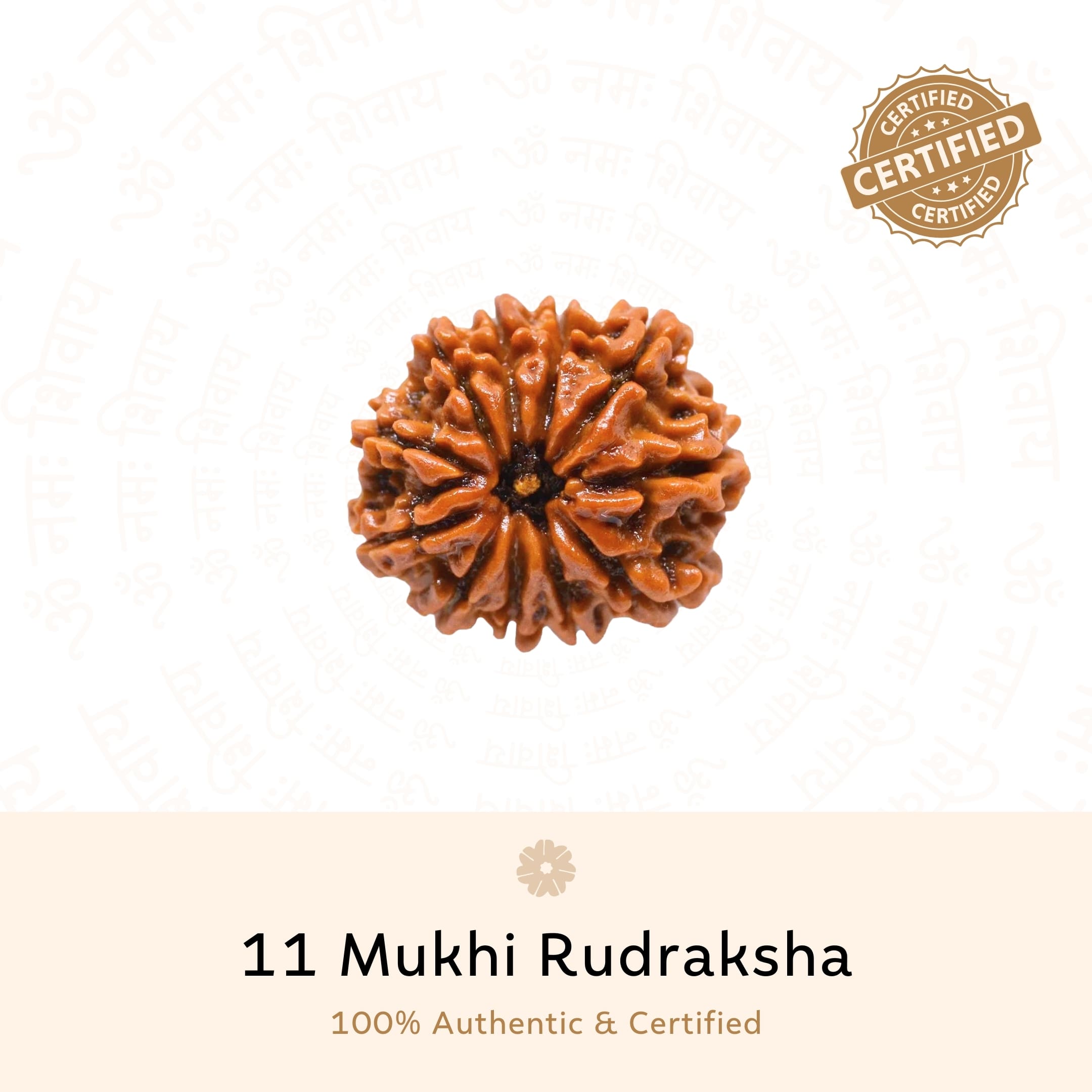 Authentic 11 Mukhi Rudraksha